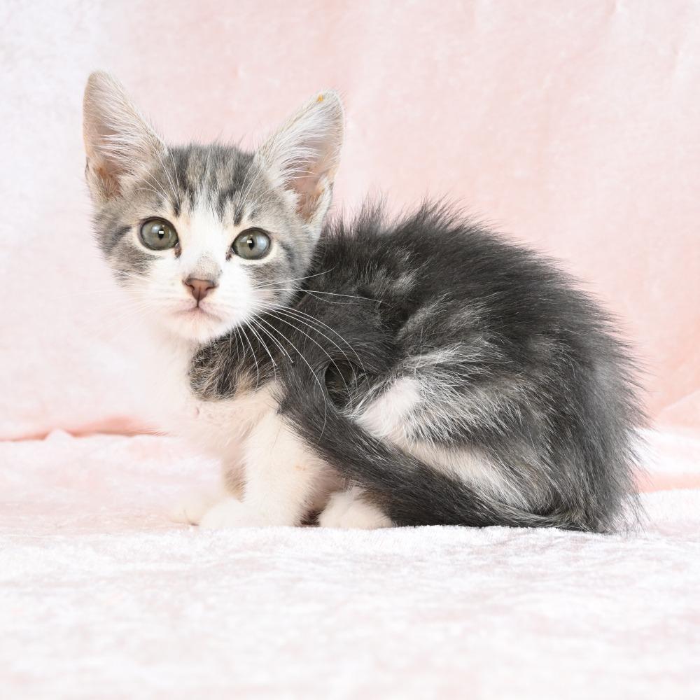 Peep, a Adoptable Domestic Short Hair in Mobile, AL image 4/6