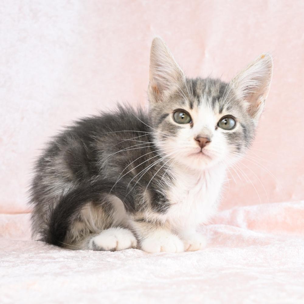 Peep, a Adoptable Domestic Short Hair in Mobile, AL image 5/6