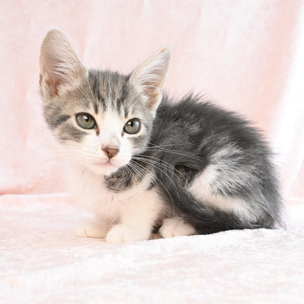 Peep, a Adoptable Domestic Short Hair in Mobile, AL image 6/6