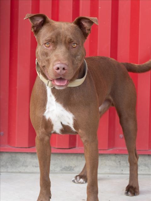 Enlarge DK, a Adoptable Pit Bull Terrier in Tracy, CA image 1/1