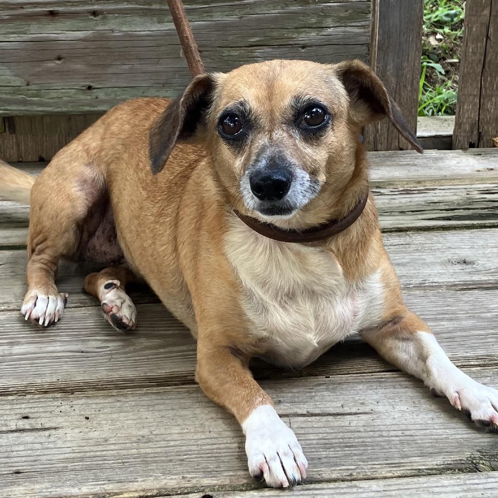 Little Bit, a Adoptable mixed breed in Pulaski, TN image 1/6