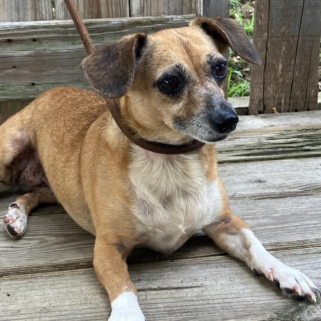 Little Bit, a Adoptable mixed breed in Pulaski, TN image 2/6