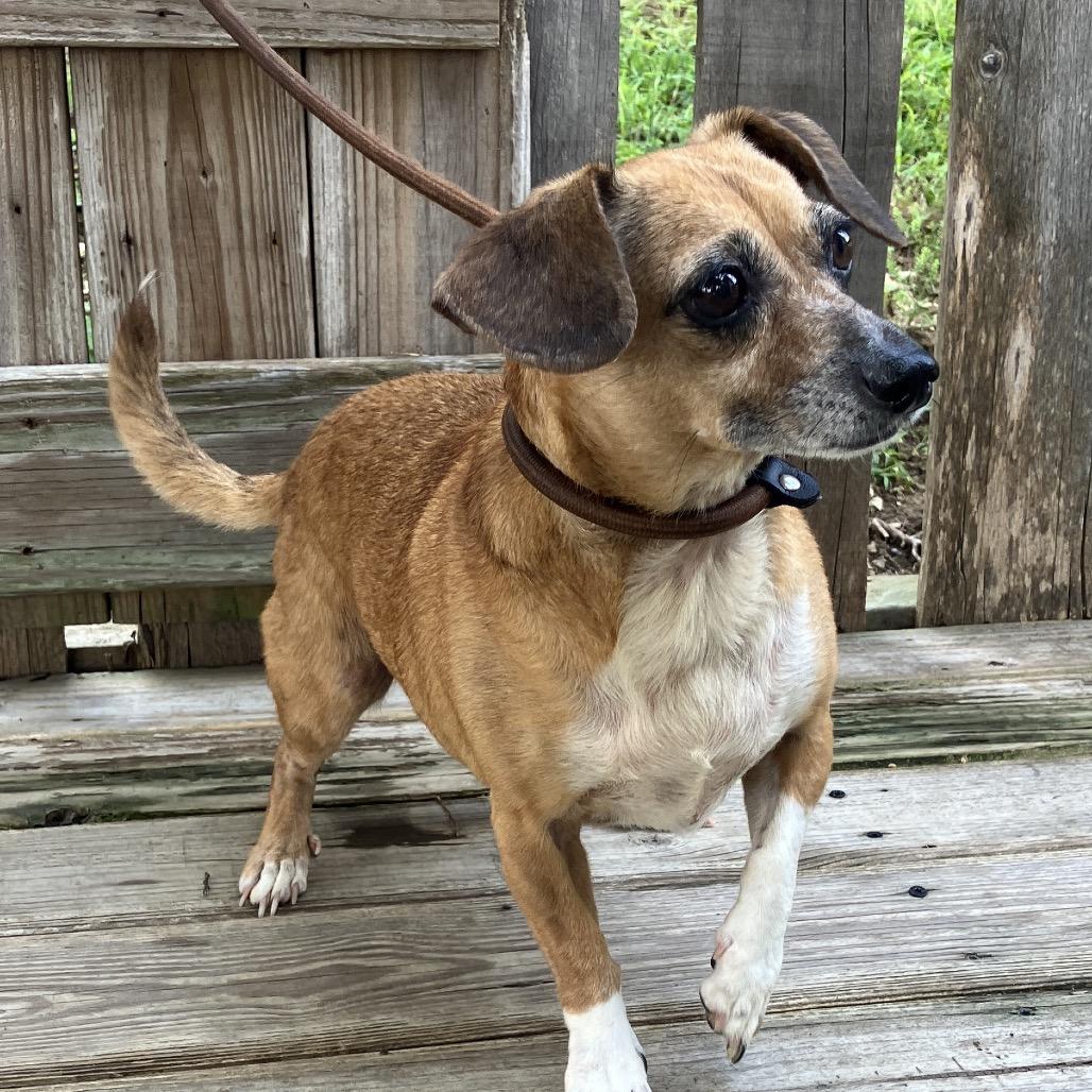 Little Bit, a Adoptable mixed breed in Pulaski, TN image 3/6