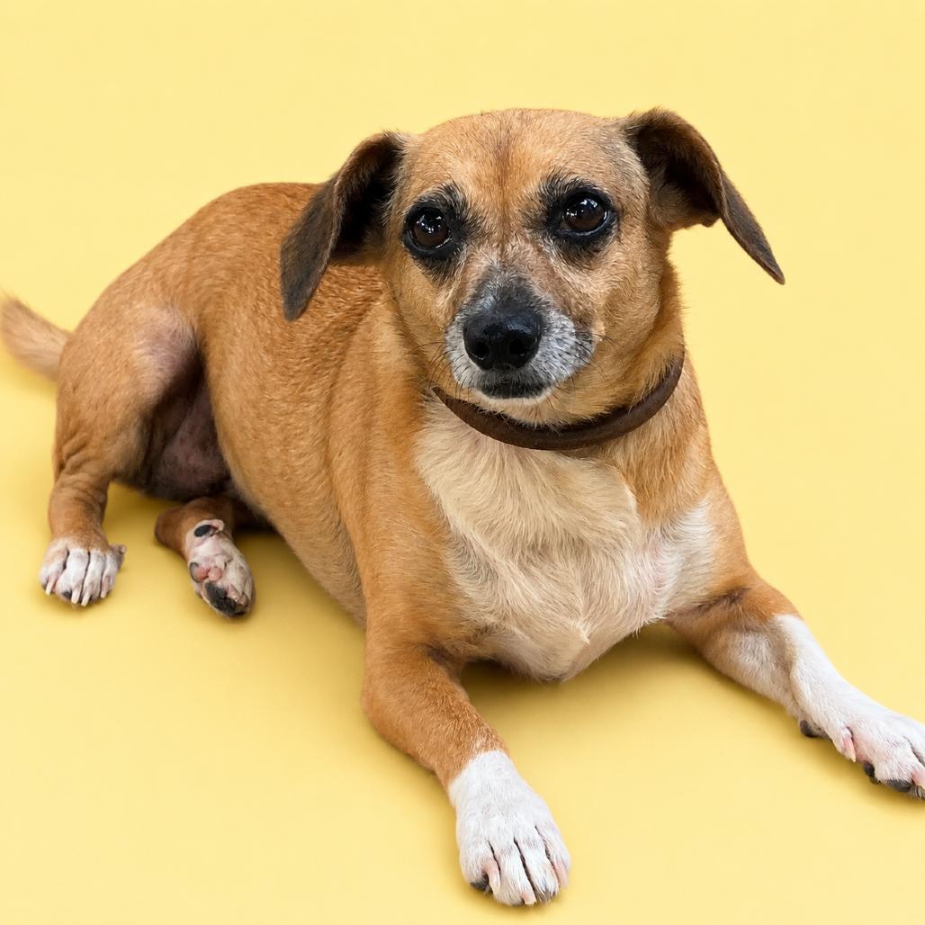 Little Bit, a Adoptable mixed breed in Pulaski, TN image 4/6