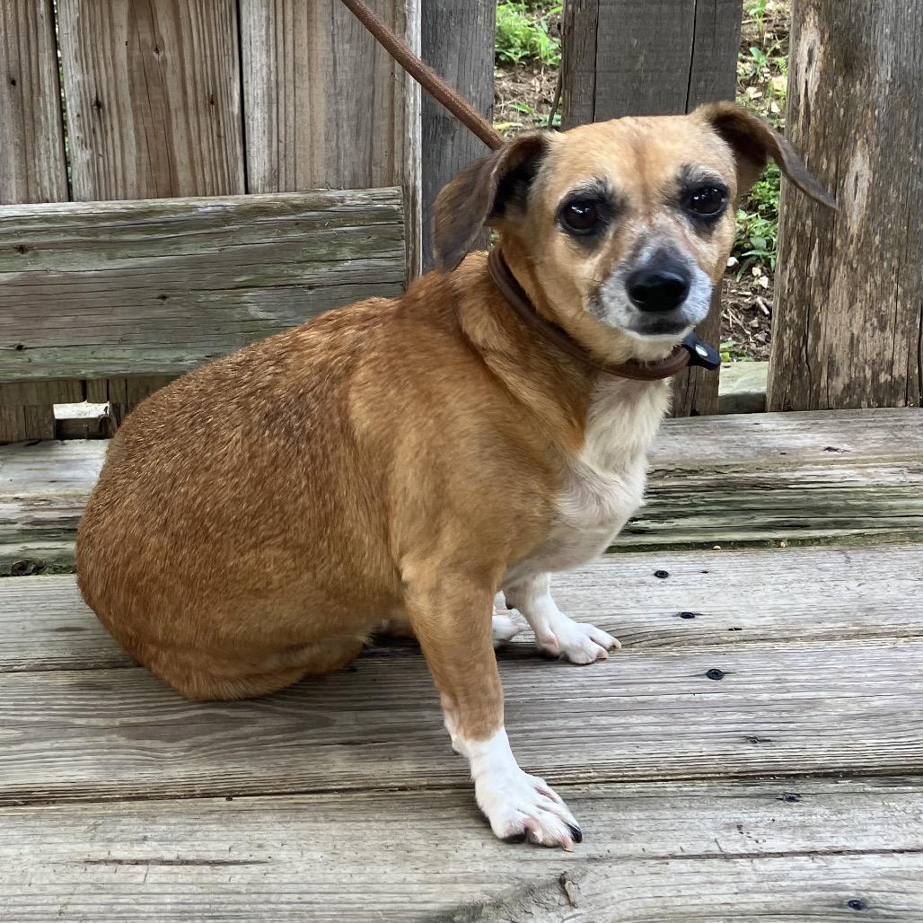 Little Bit, a Adoptable mixed breed in Pulaski, TN image 5/6