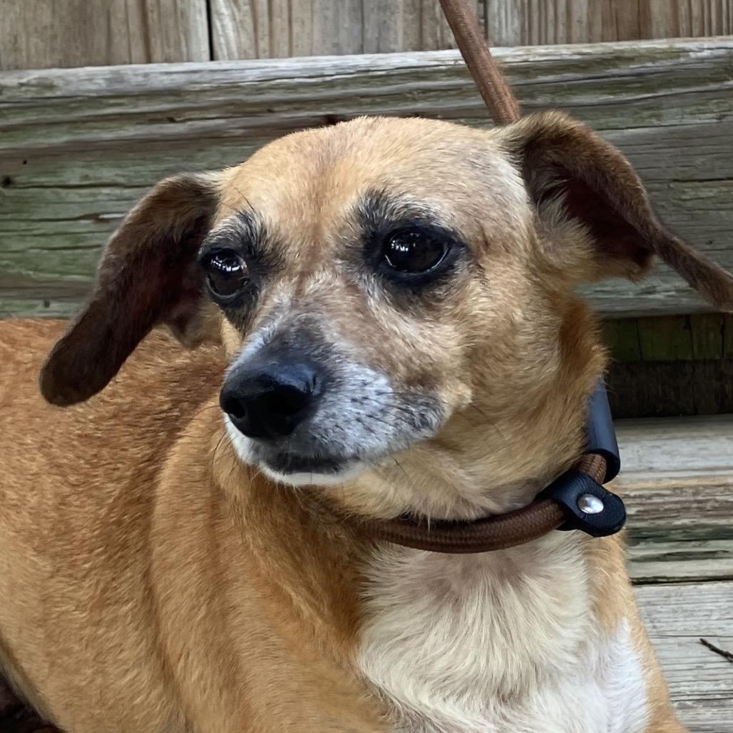 Little Bit, a Adoptable mixed breed in Pulaski, TN image 6/6