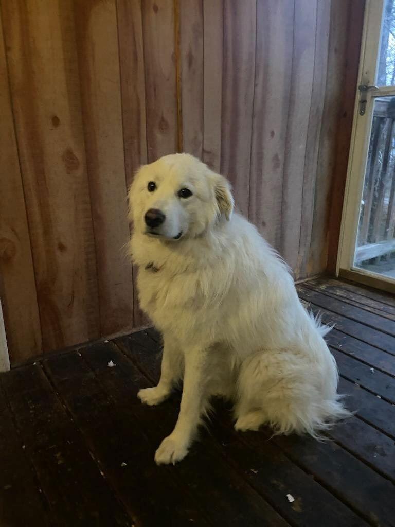 Coco in NY, Adoptable, Adult Female Great Pyrenees.