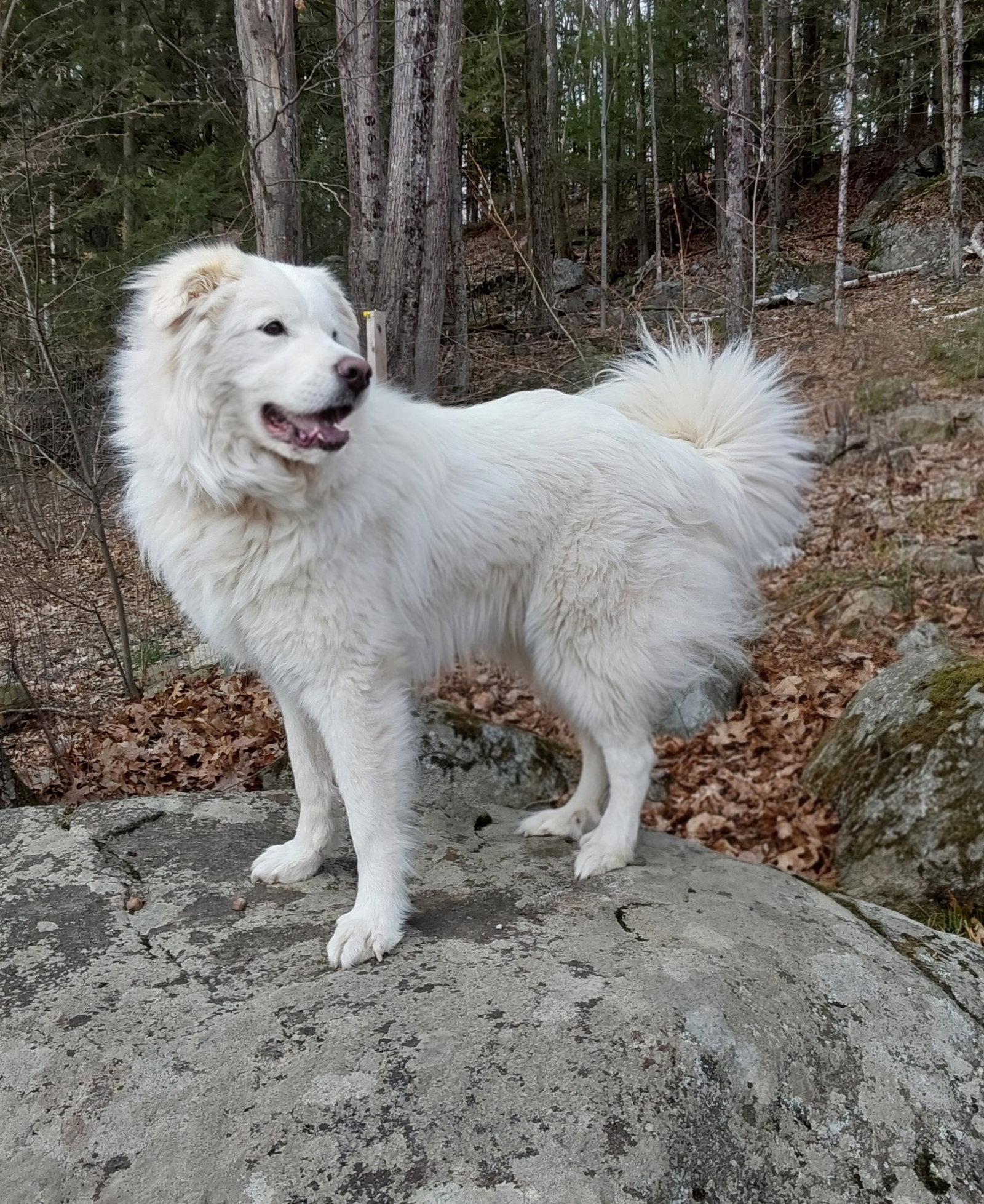Coco, Adoptable, Adult Female Great Pyrenees.