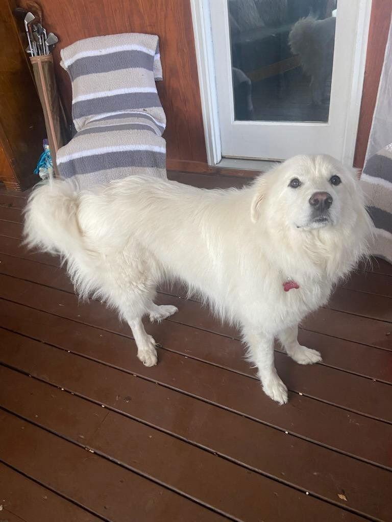 Enlarge Coco in NY, a Adoptable Great Pyrenees in Croydon, NH image 2/3
