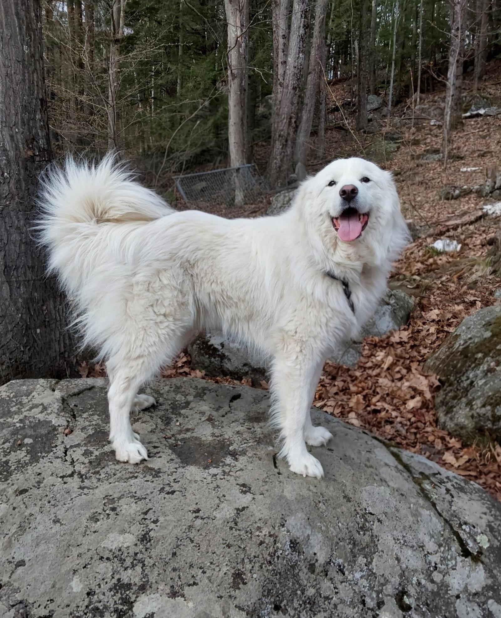 Enlarge Coco, a Adoptable Great Pyrenees in Croydon, NH image 2/3