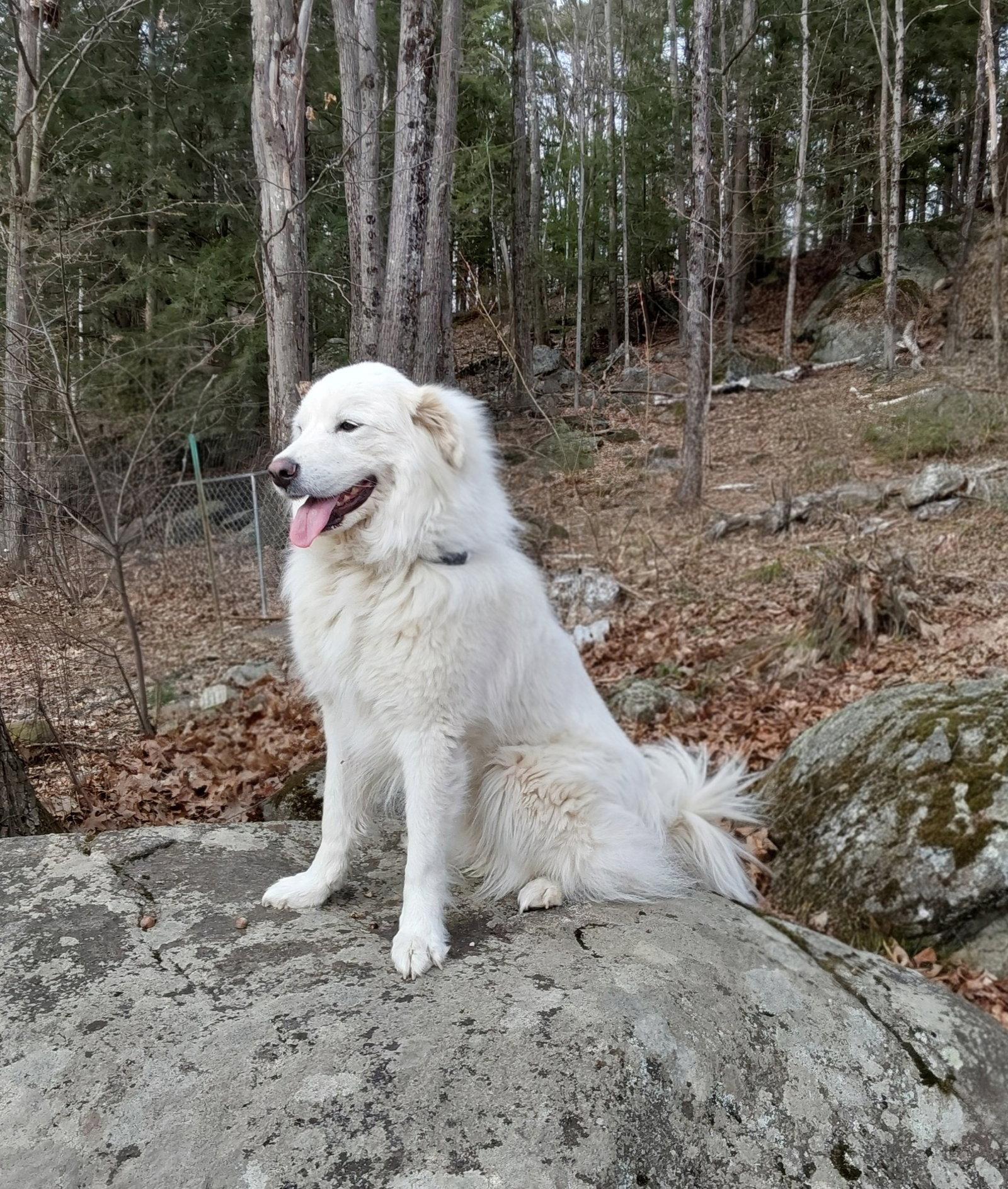 Enlarge Coco, a Adoptable Great Pyrenees in Croydon, NH image 3/3