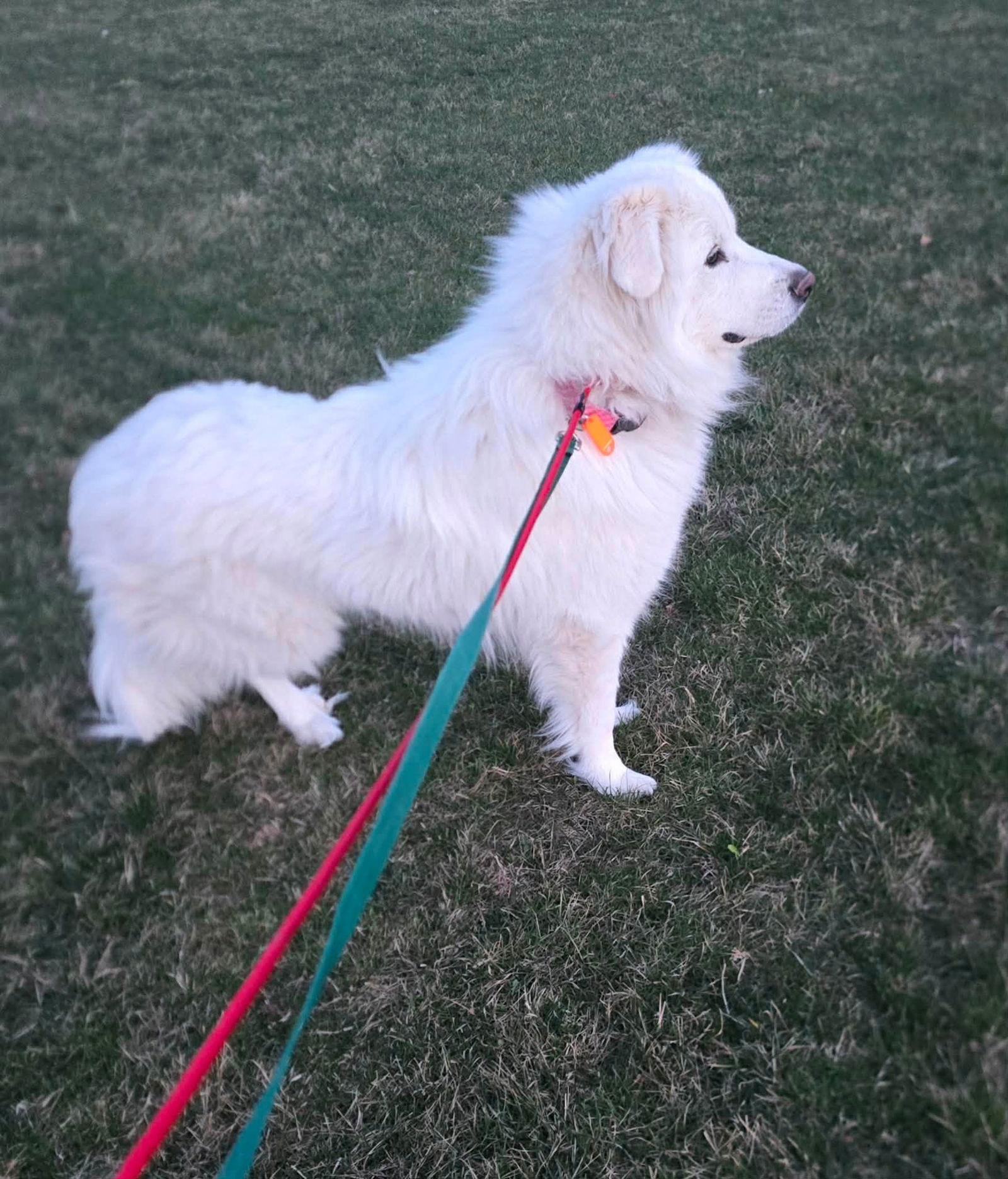 Enlarge Coco in NY, a Adoptable Great Pyrenees in Croydon, NH image 3/3