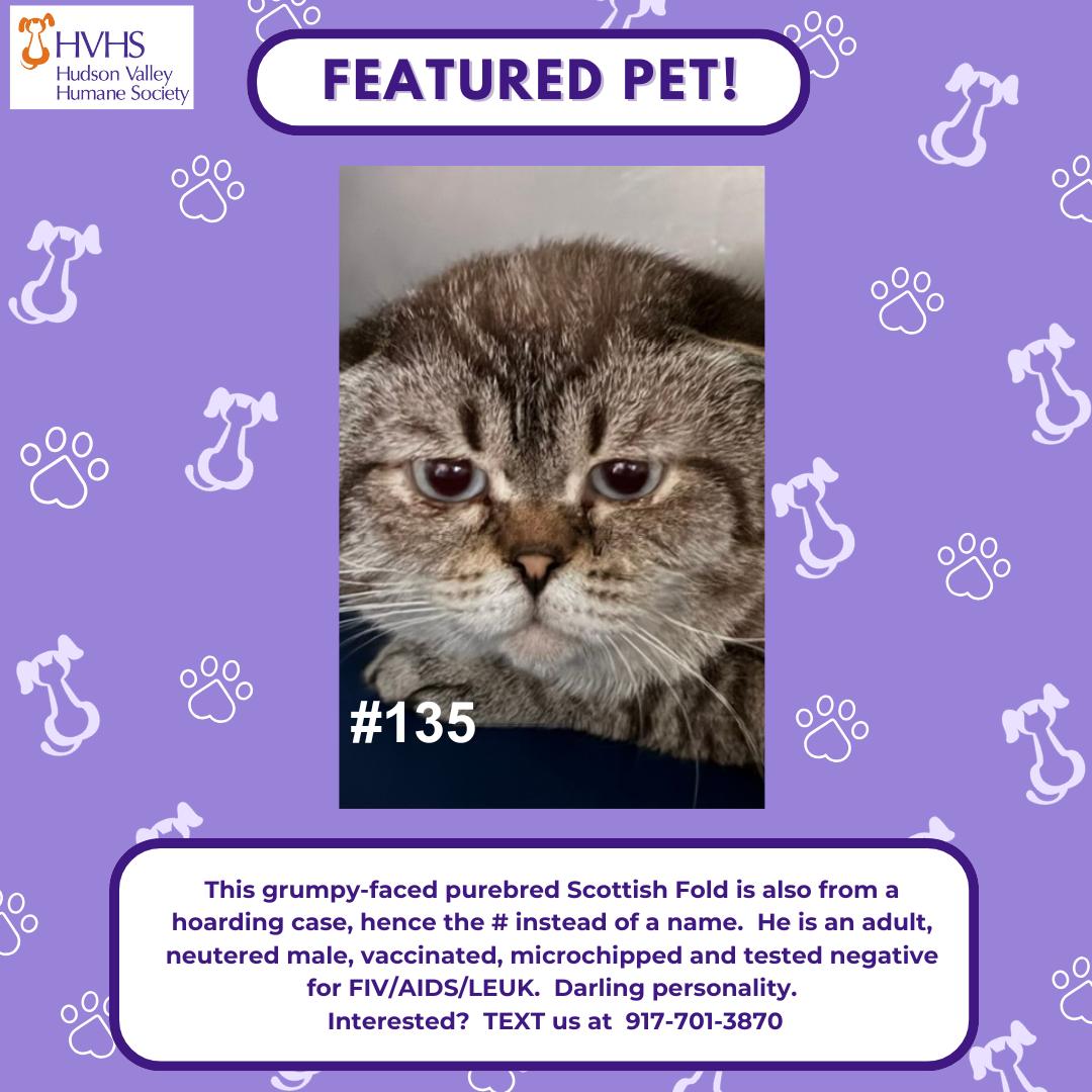 GC 135, adopted, Adult Male Scottish Fold.
