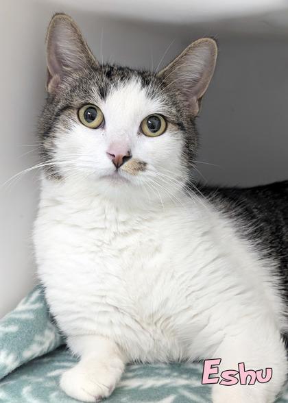 Eshu, Adoptable, Adult Female Domestic Short Hair & Domestic Short Hair.