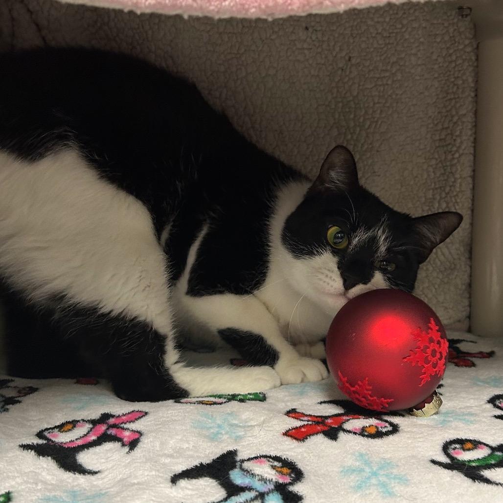 Panda, Adoptable, Adult Female Domestic Short Hair.