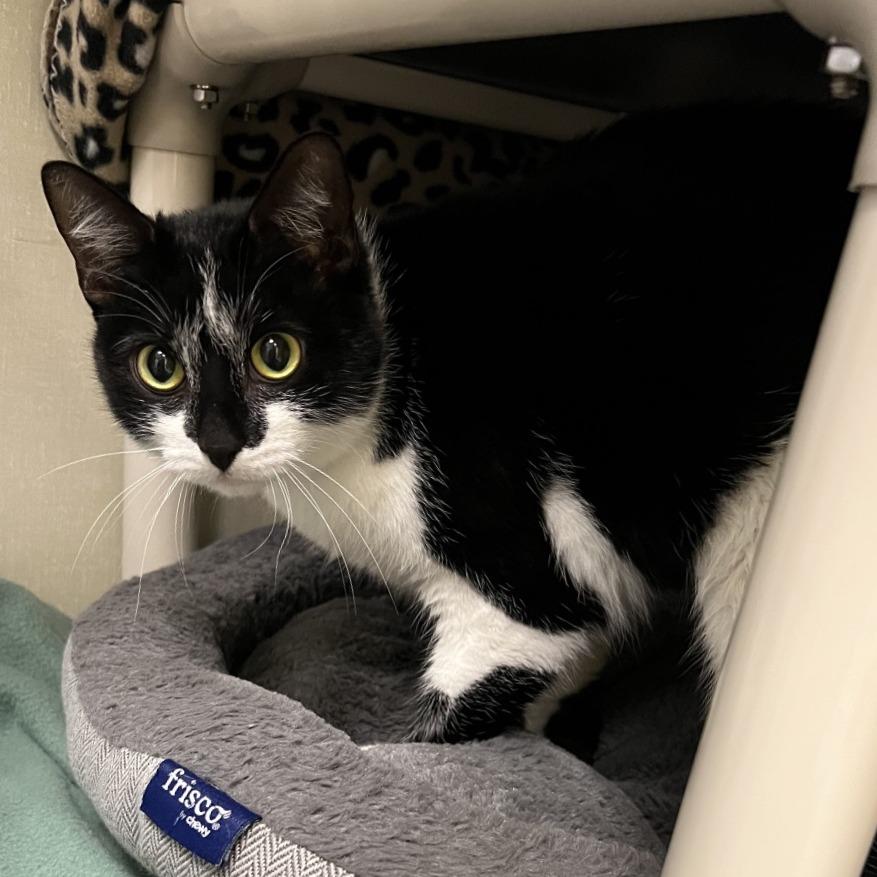 Enlarge Panda, a Adoptable Domestic Short Hair in Keizer, OR image 2/3