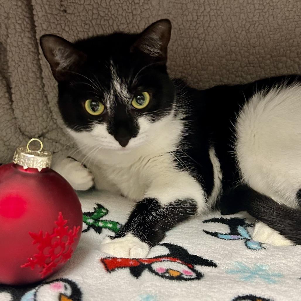 Enlarge Panda, a Adoptable Domestic Short Hair in Keizer, OR image 3/3