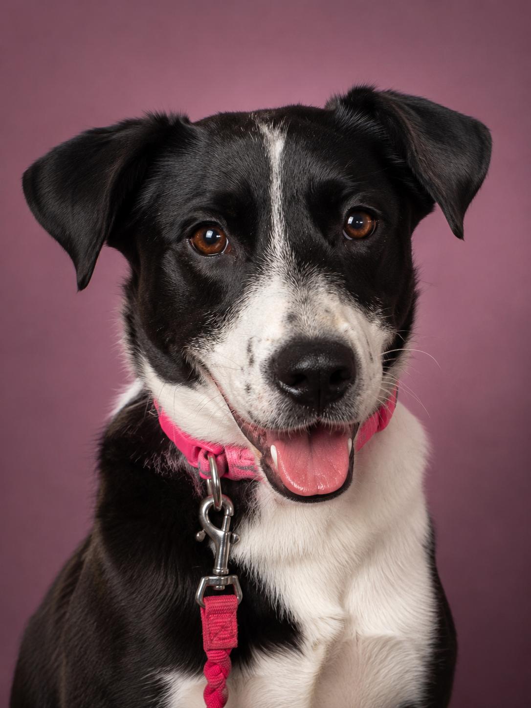 Eliza , Adoptable, Young Female Australian Shepherd.