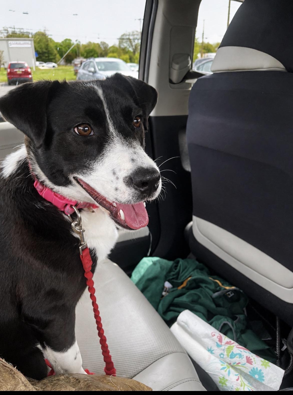 Eliza , a Adoptable mixed breed in Media, PA image 2/2