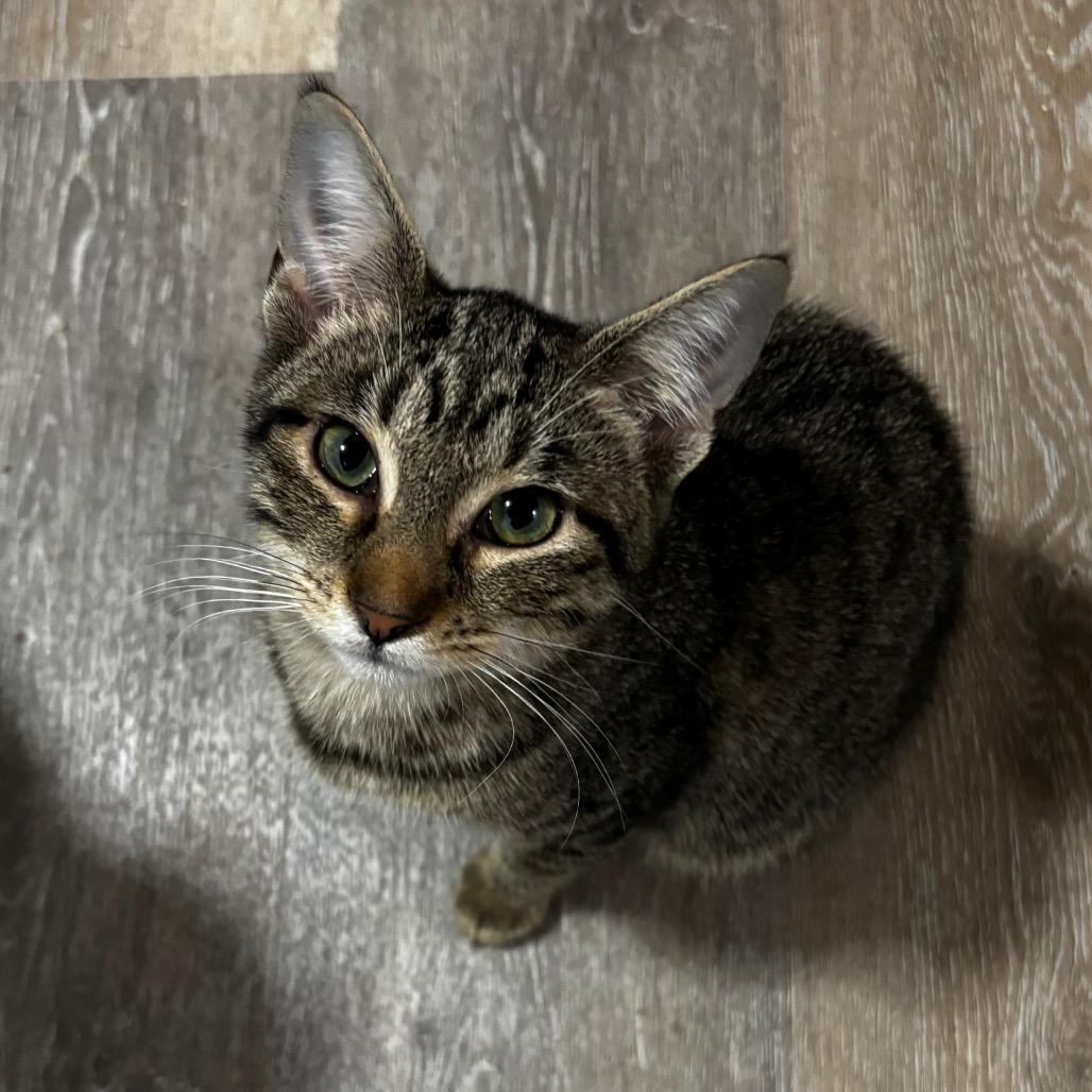 Enlarge Ivy, a Adoptable Domestic Short Hair in New Port Richey, FL image 1/1