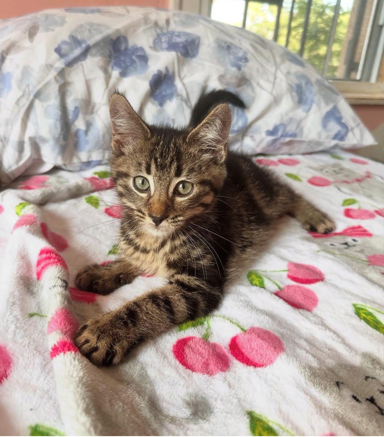 Meet CARAMEL Estimated DOB March 2025 Weighs 3 lbs Adoption Fee 150 Caramel is a confident aff