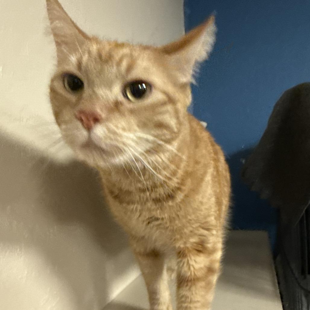 Sailor Jerry, Adoptable, Adult Male Domestic Short Hair.