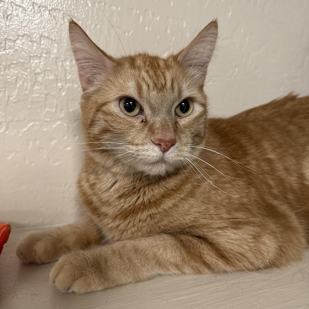 Enlarge Sailor Jerry, a Adoptable Domestic Short Hair in Tempe, AZ image 2/5