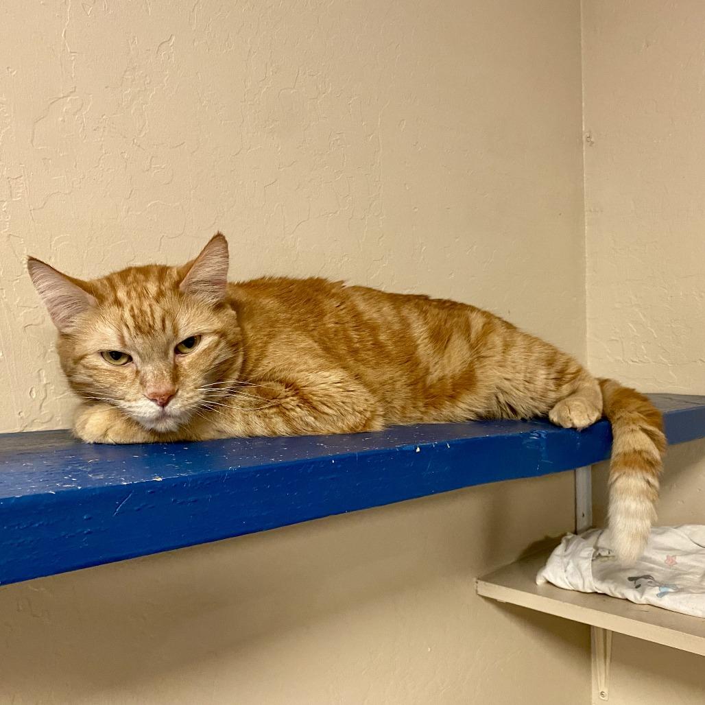 Enlarge Sailor Jerry, a Adoptable Domestic Short Hair in Tempe, AZ image 3/5