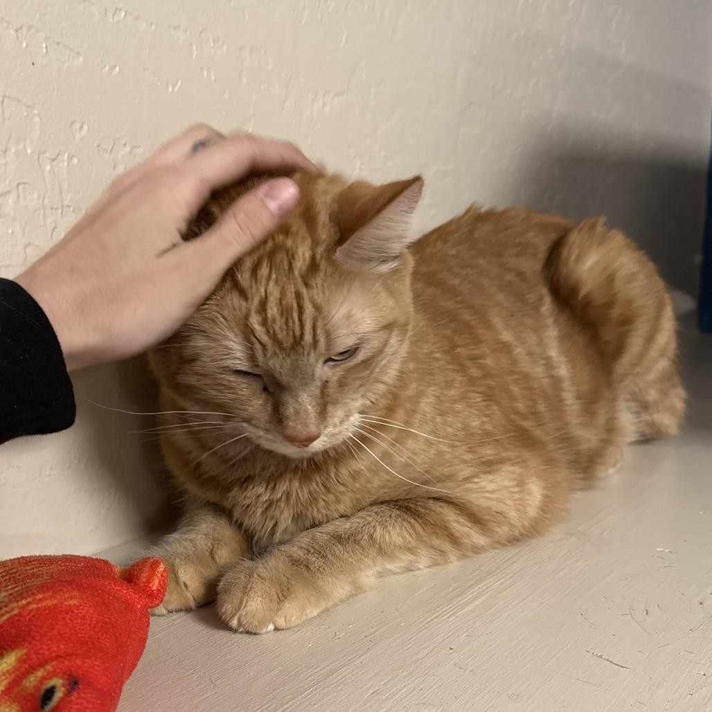 Enlarge Sailor Jerry, a Adoptable Domestic Short Hair in Tempe, AZ image 4/5