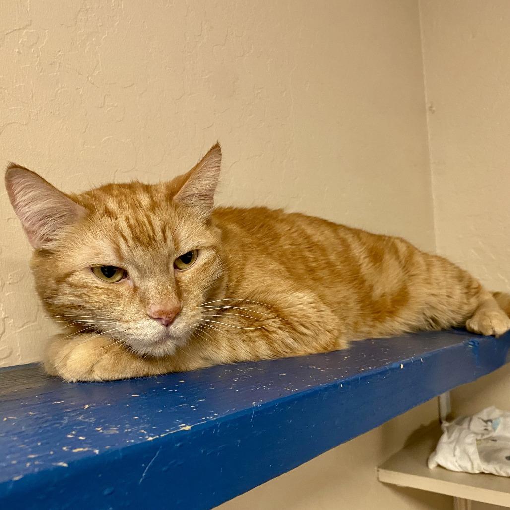 Enlarge Sailor Jerry, a Adoptable Domestic Short Hair in Tempe, AZ image 5/5