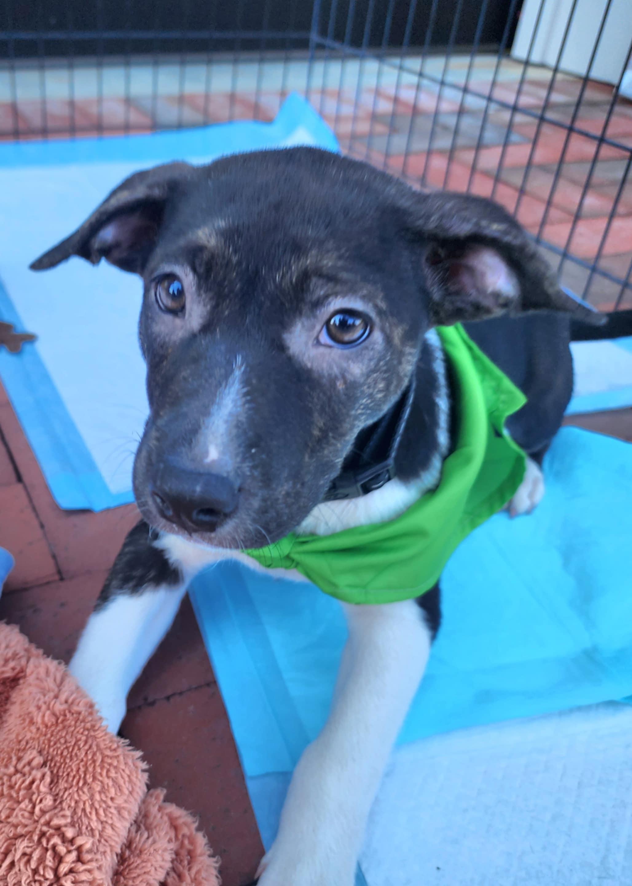 Meet Jordana Jordana is a smart charismatic pup with a brave spirit and a heart full of affection