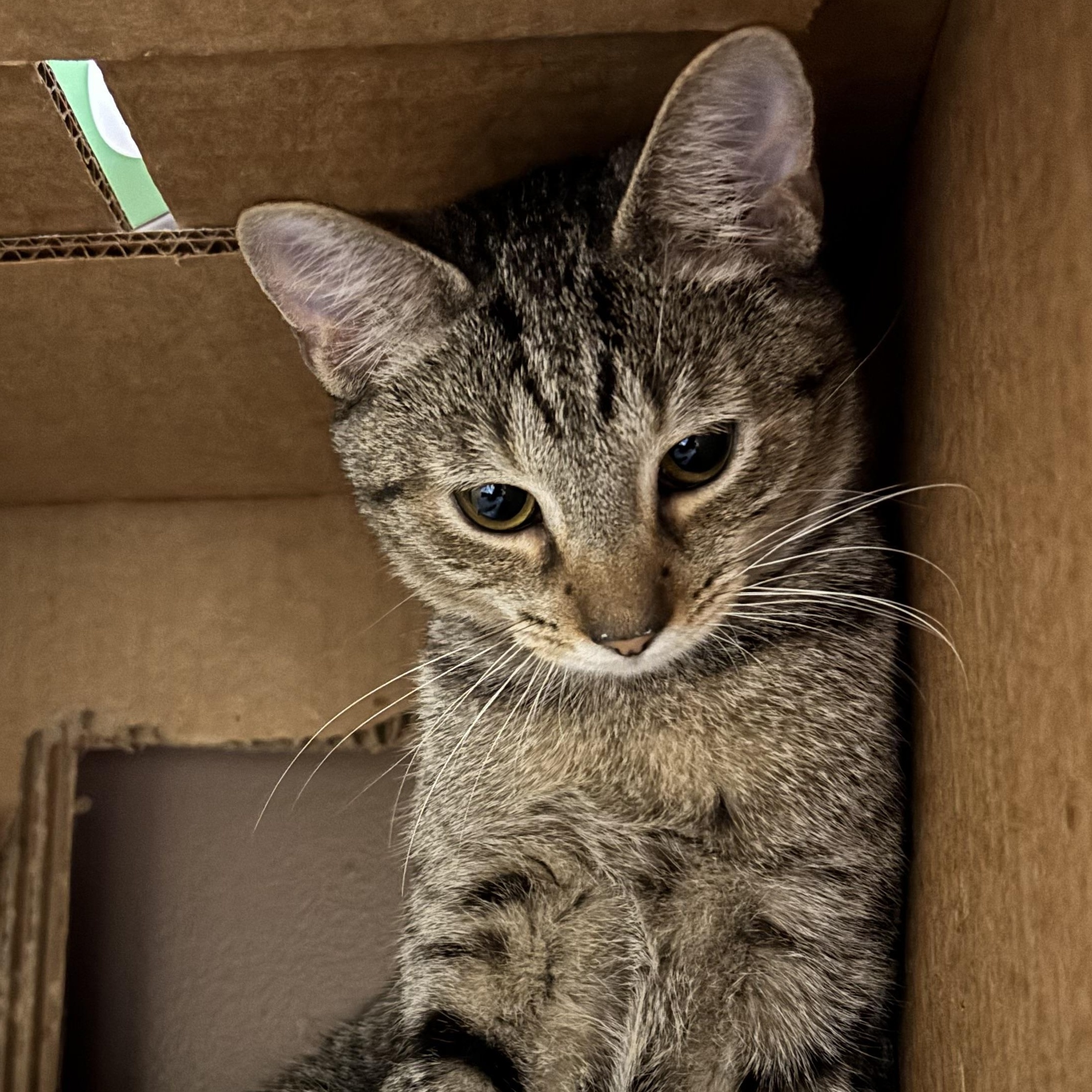 CULTURE, a Adoptable Domestic Short Hair in Pittsburgh, PA image 3/3