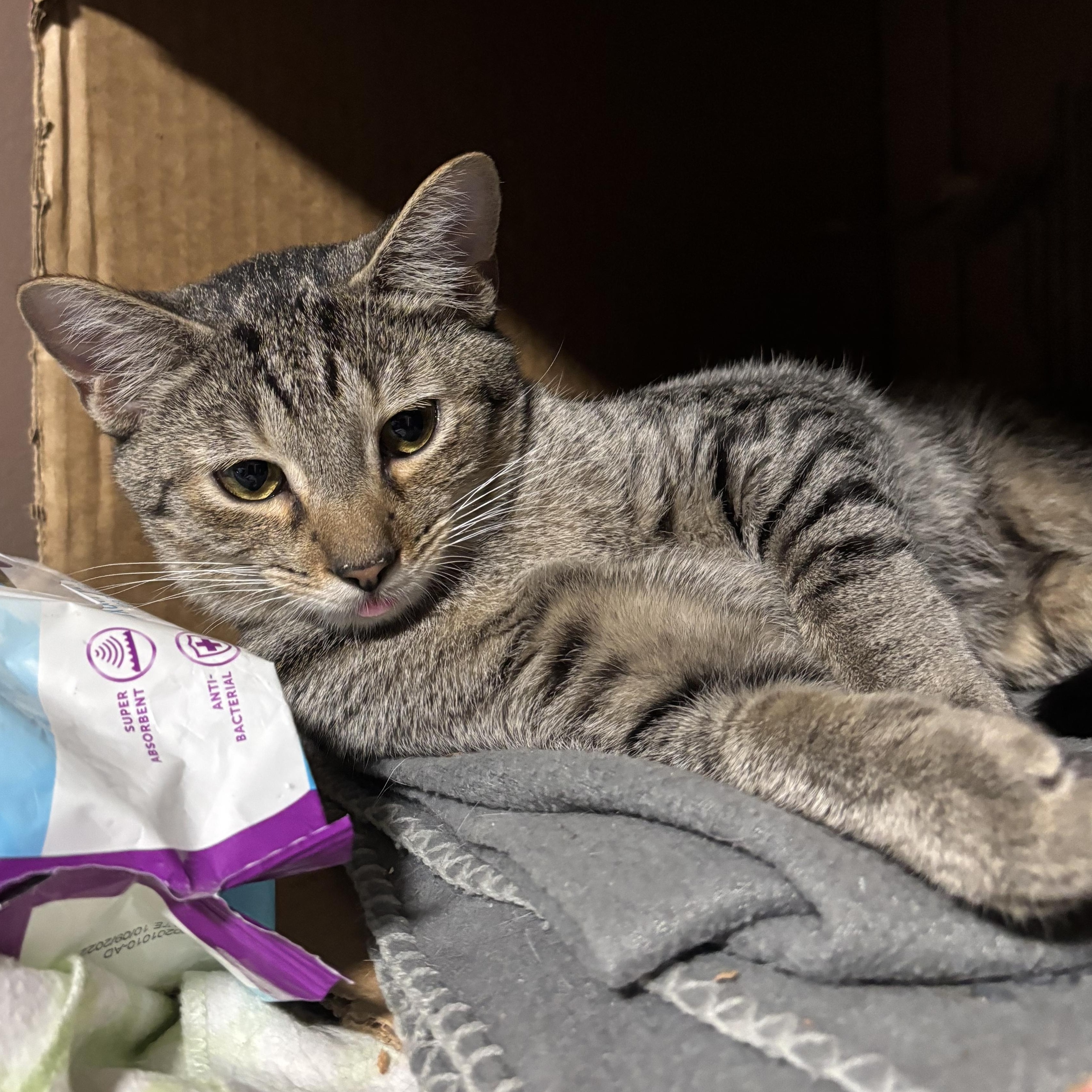 CULTURE, Adoptable, Young Male Domestic Short Hair.