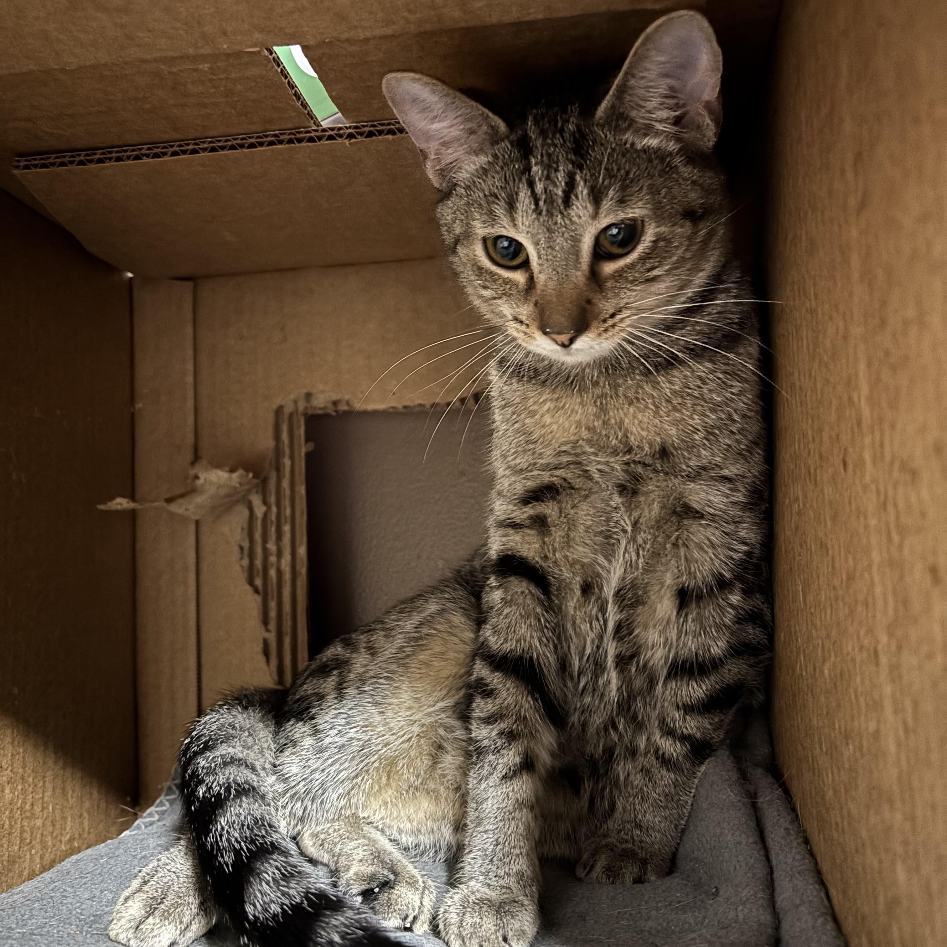 CULTURE, a Adoptable Domestic Short Hair in Pittsburgh, PA image 2/3