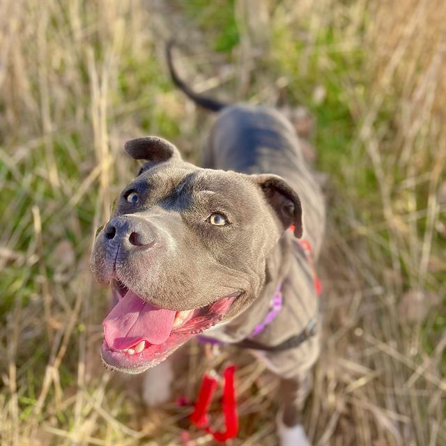 Enlarge Marge, a Adoptable American Staffordshire Terrier in Fort Collins, CO image 1/1