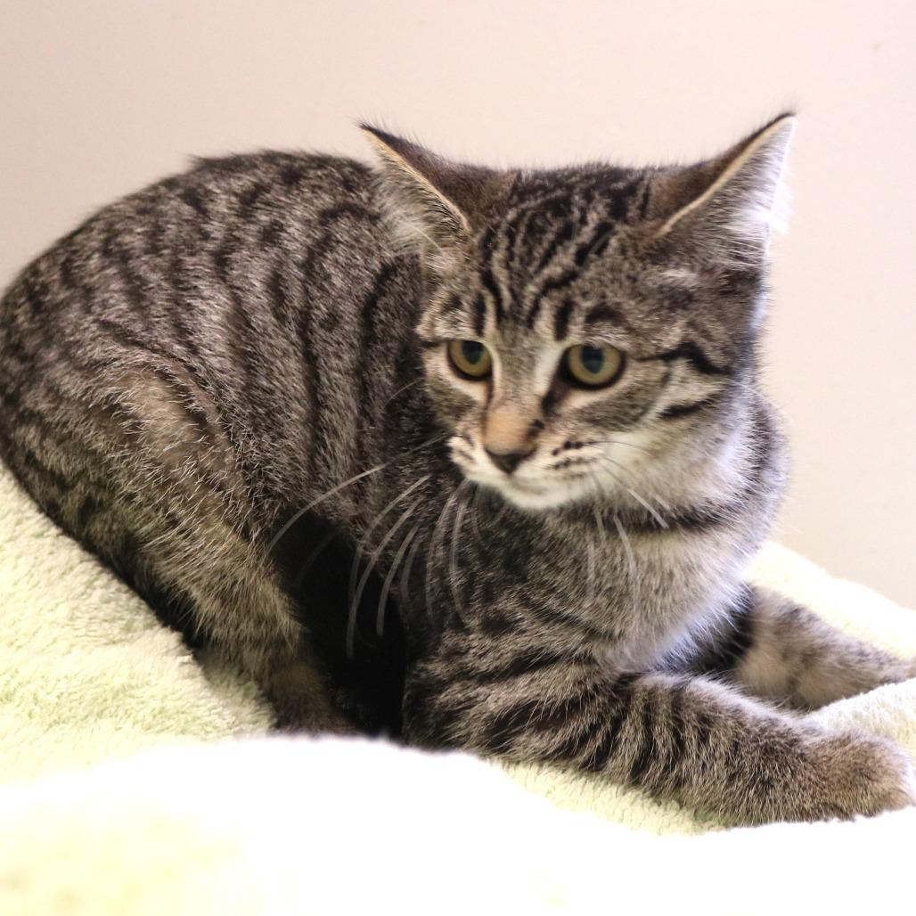 Fragment (26-3B-2), Adoptable, Kitten Female Domestic Short Hair.