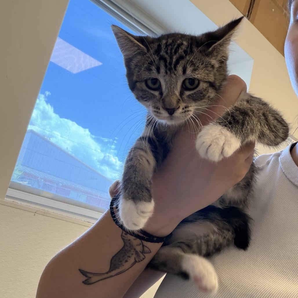 Fragment (26-3B-2), a Adoptable Domestic Short Hair in Rifle, CO image 2/2