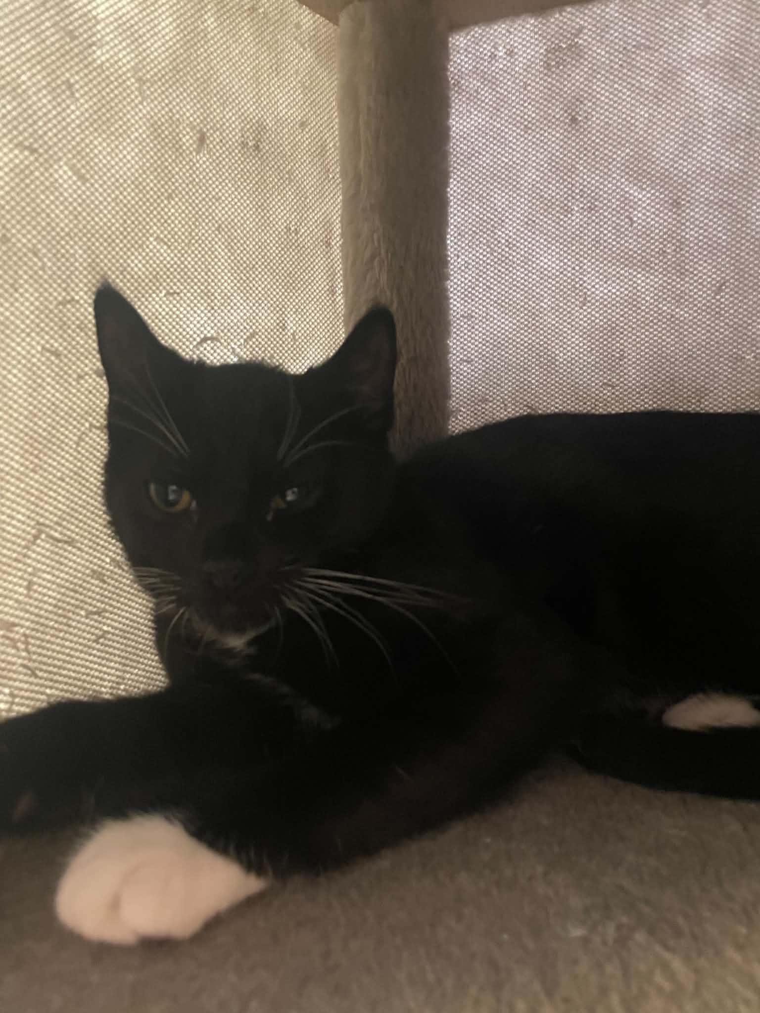 Enlarge Seresto, a Adoptable Domestic Short Hair in Penfield, NY image 3/3