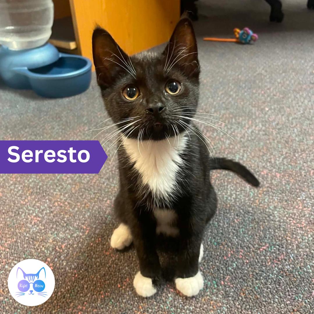 Seresto photo