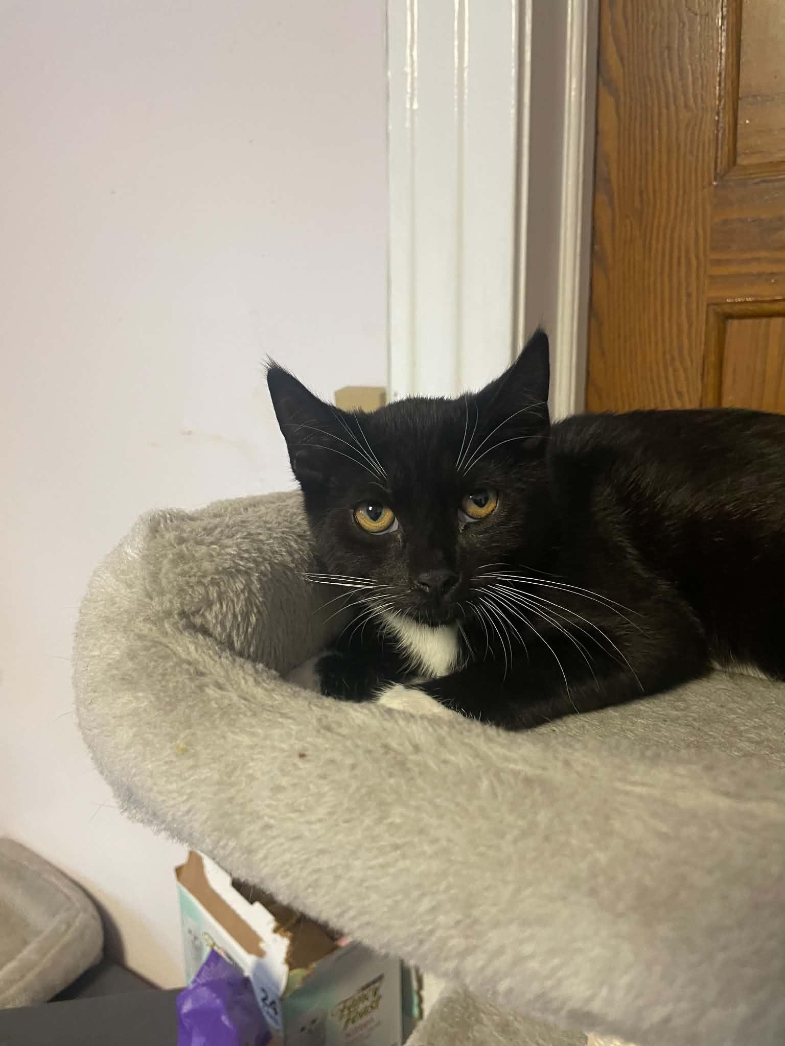 Enlarge Seresto, a Adoptable Domestic Short Hair in Penfield, NY image 2/3
