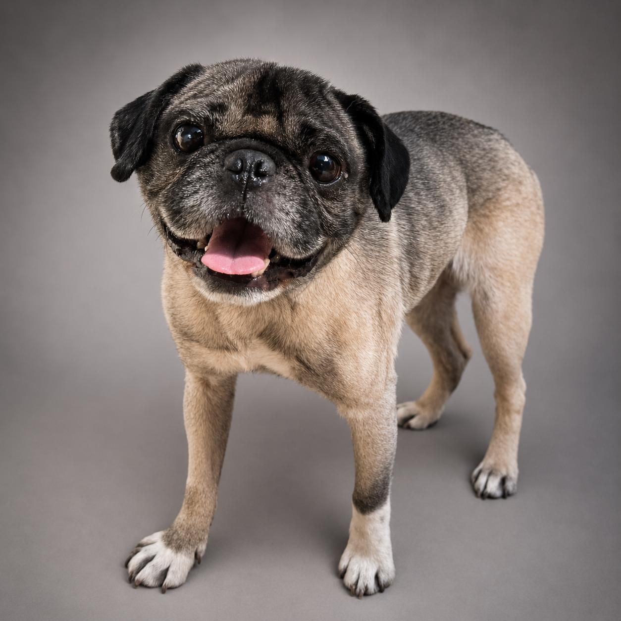 Pugsy, adoptable, Adult Male Pug.