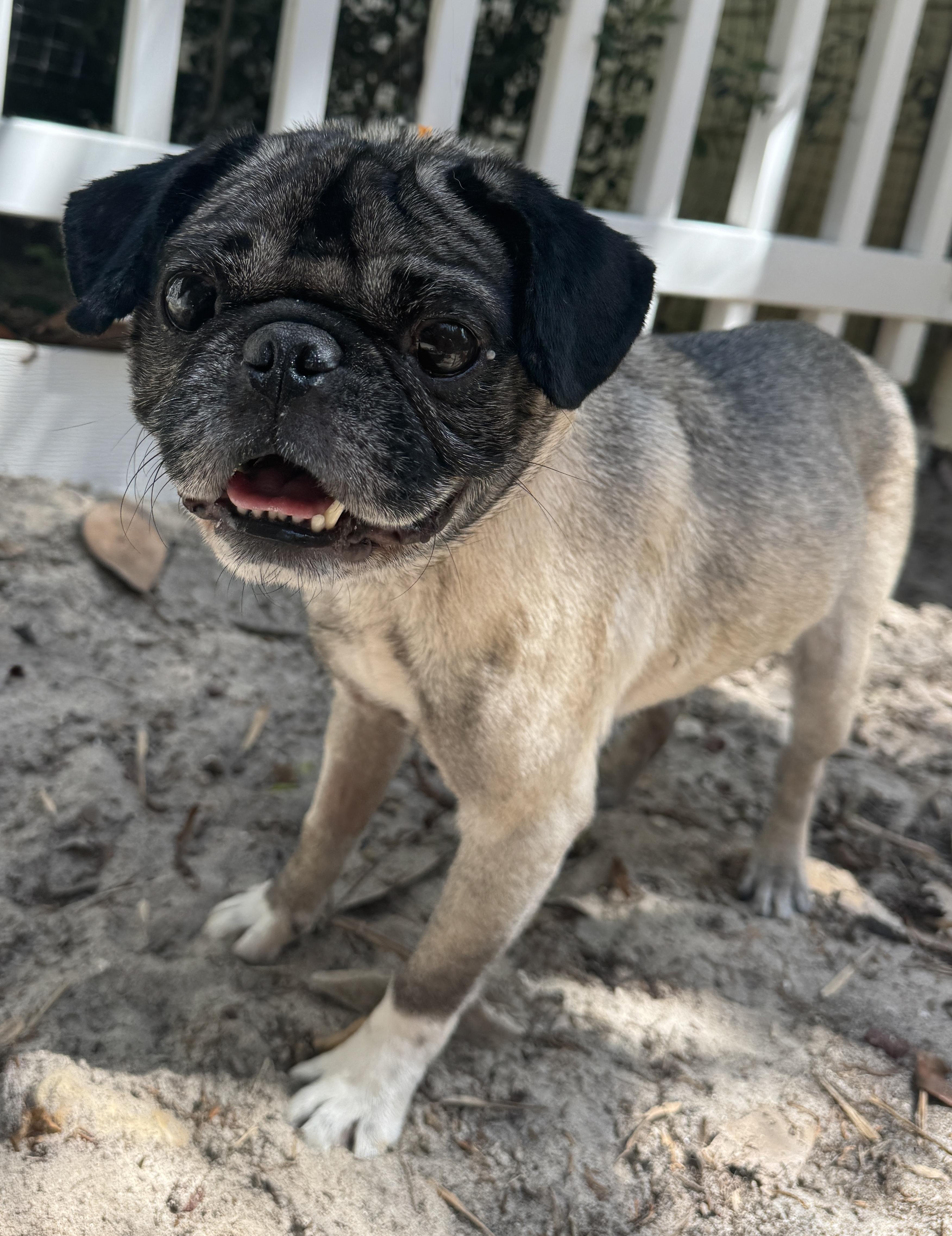 Enlarge Pugsy, an adoptable Pug in Navarre, FL image 3/5