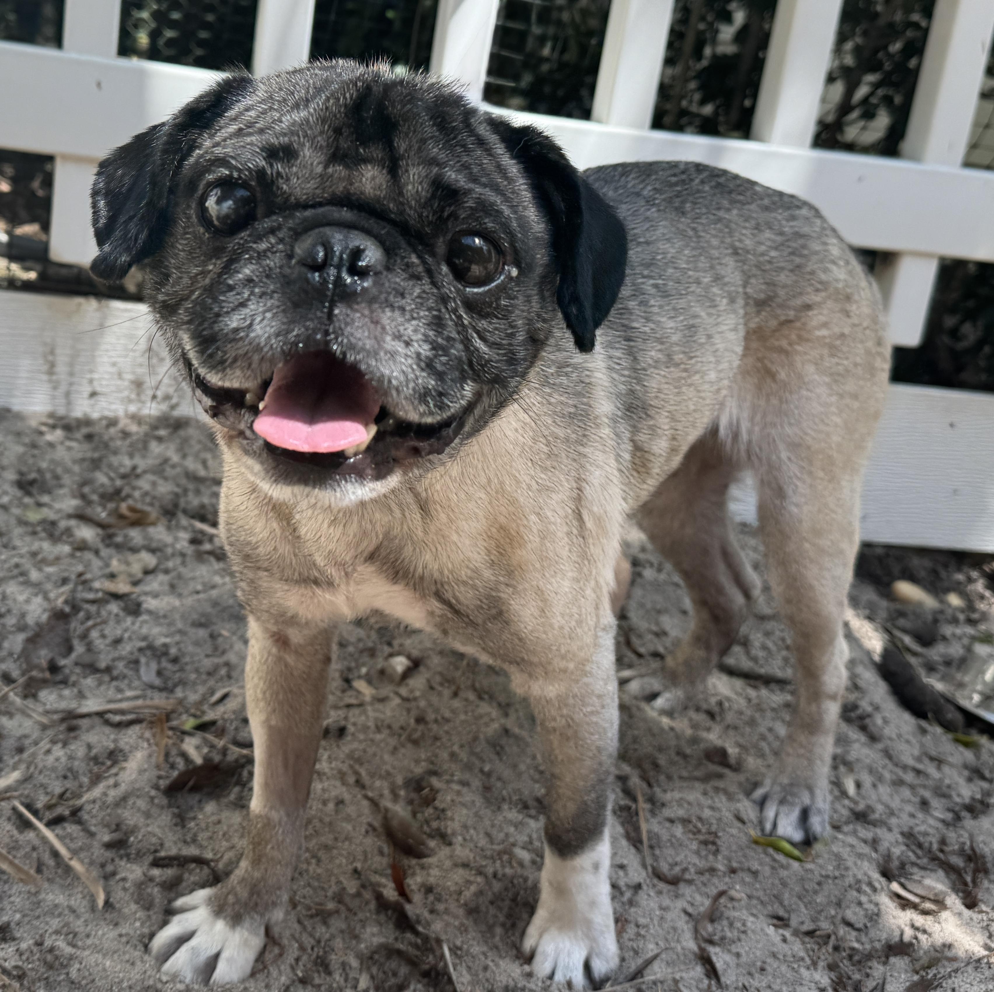 Enlarge Pugsy, an adoptable Pug in Navarre, FL image 2/5