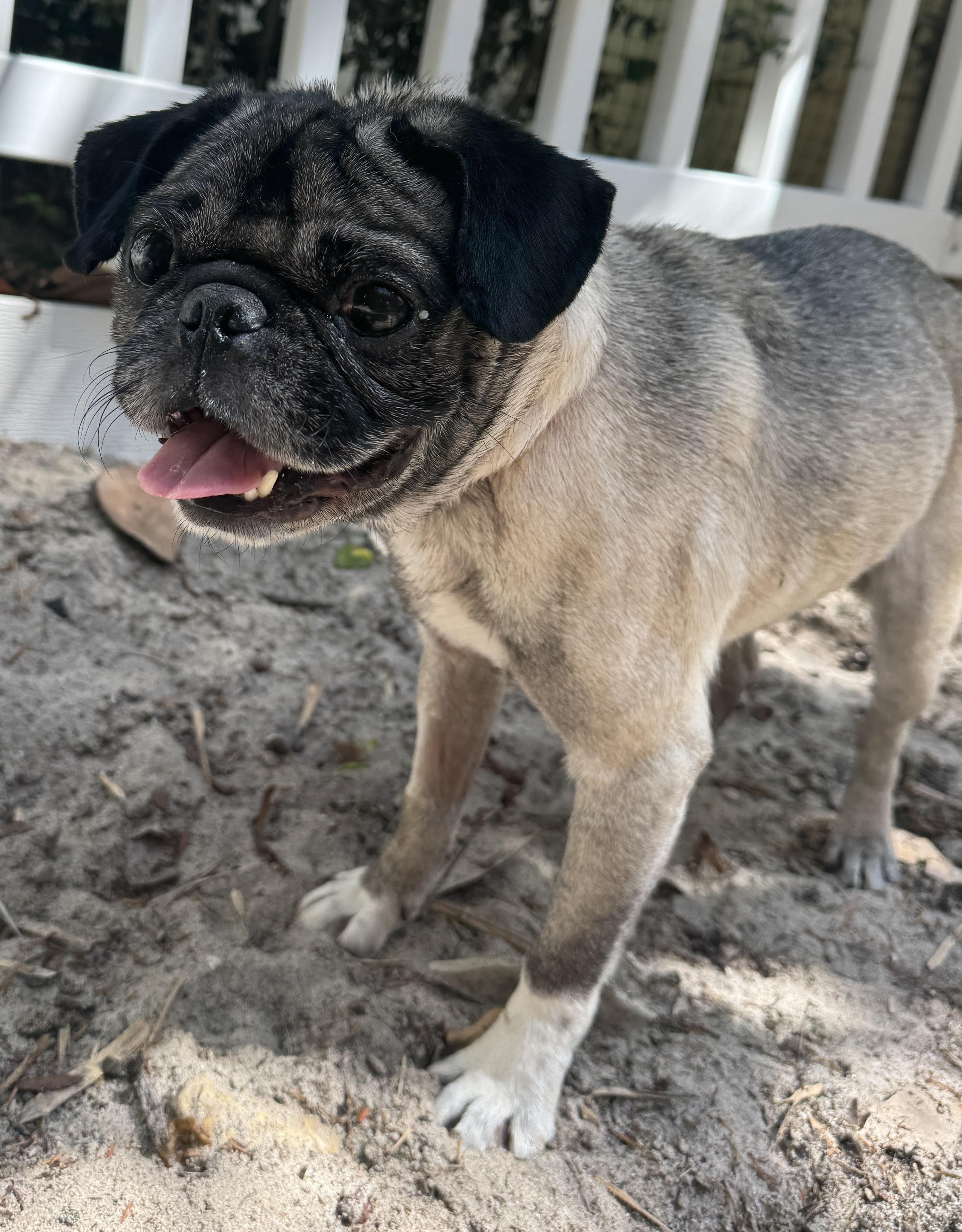 Enlarge Pugsy, an adoptable Pug in Navarre, FL image 4/5