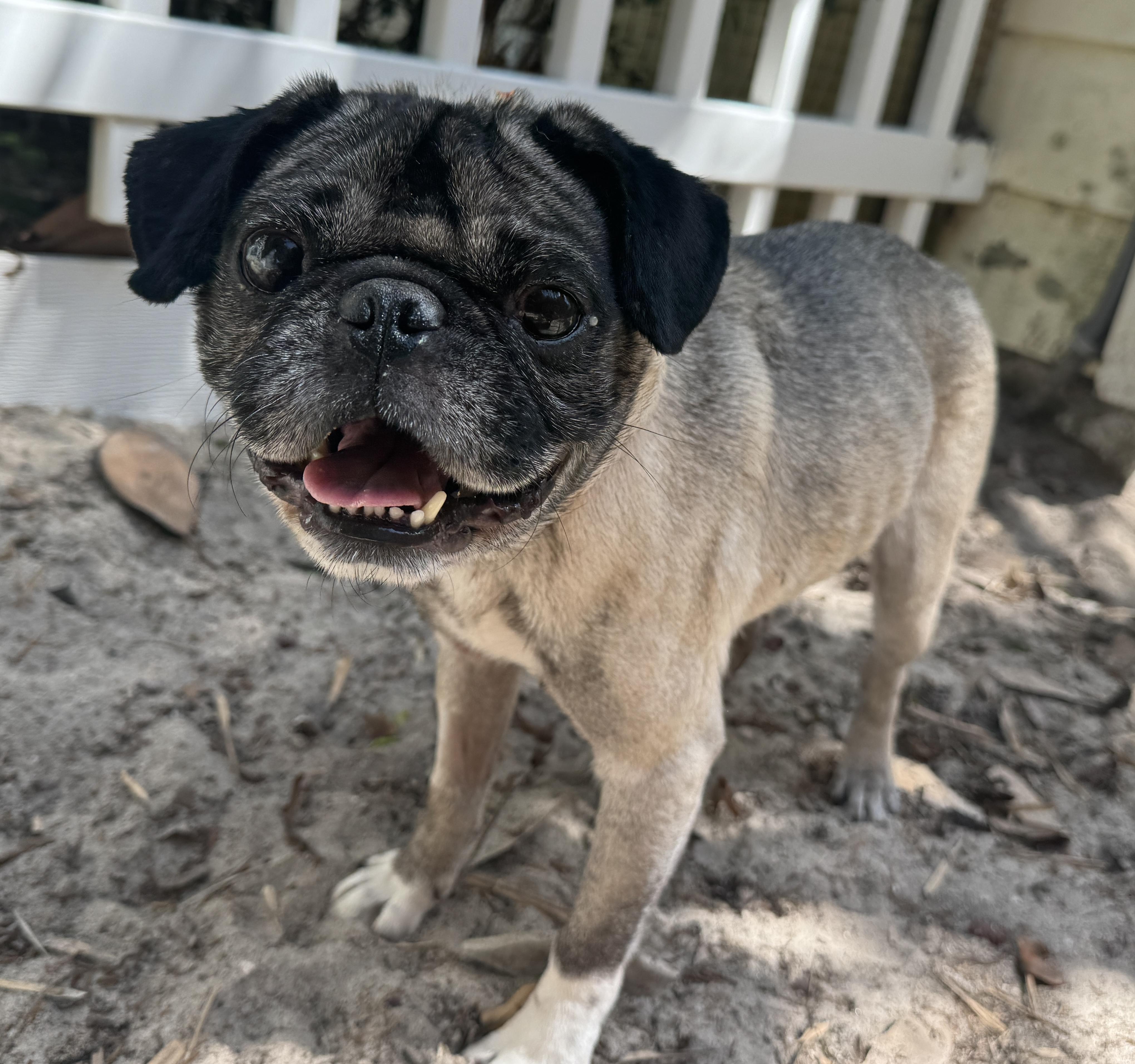 Enlarge Pugsy, an adoptable Pug in Navarre, FL image 5/5