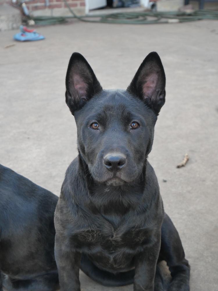Pumpkin, a Adoptable mixed breed in Boulder, CO image 1/6
