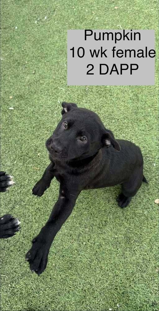 Pumpkin, Adoptable, Puppy Female Labrador Retriever.