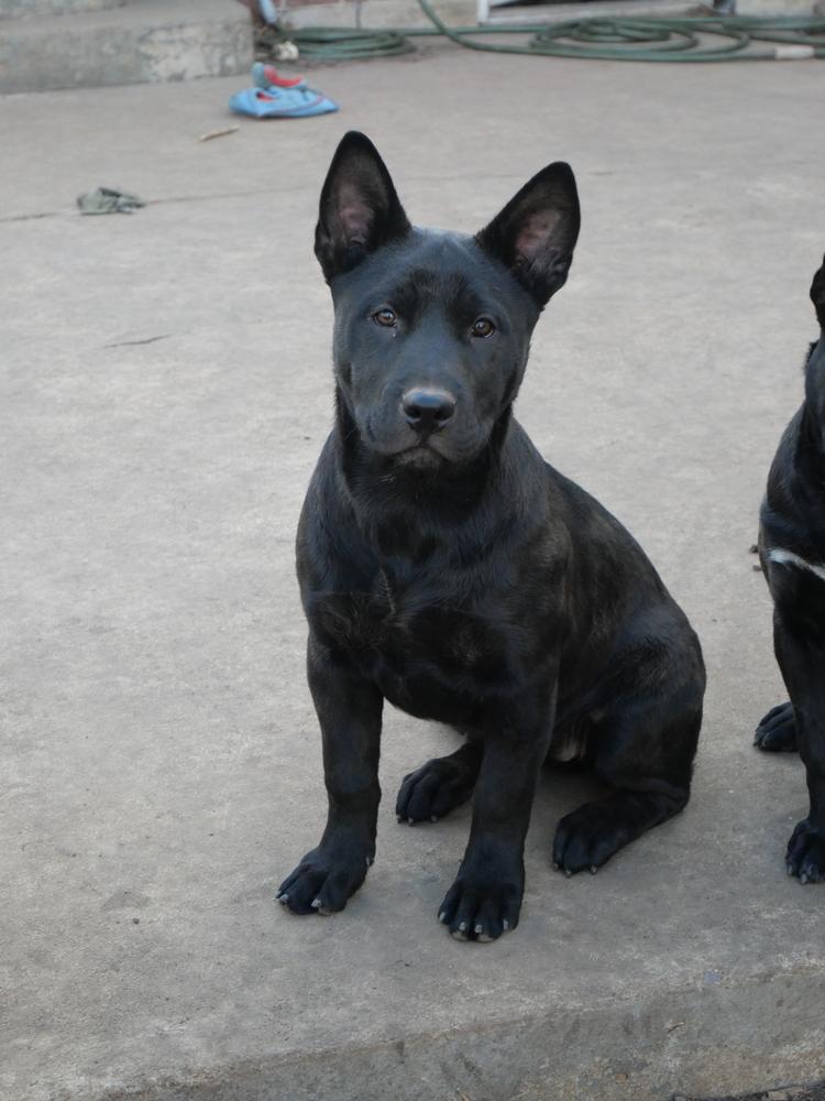 Pumpkin, a Adoptable mixed breed in Boulder, CO image 2/6