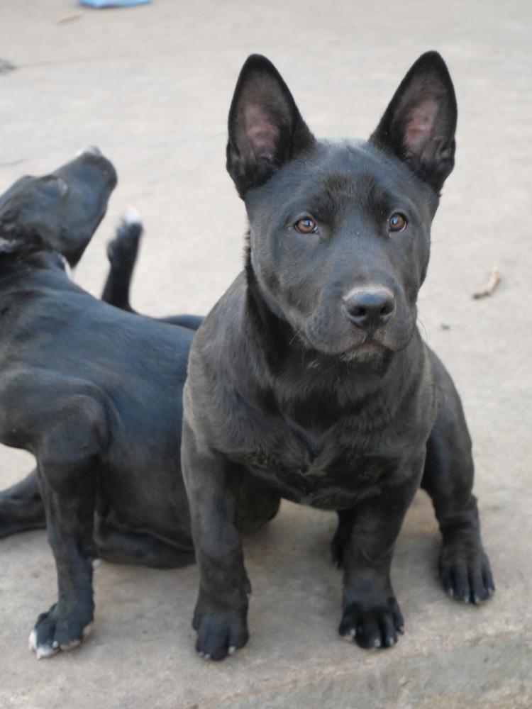 Pumpkin, a Adoptable mixed breed in Boulder, CO image 4/6