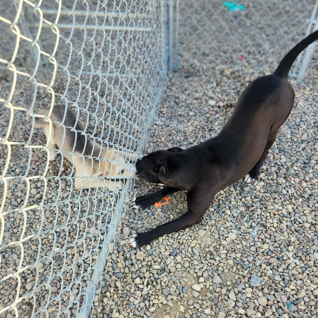 Lexi, Adoptable, Young Female Pit Bull Terrier.